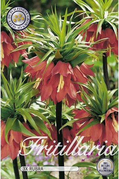 King's bed lilje Rubra 2-pak